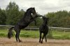 Hengstspielchen - Daniyal d´ Esprit & Masun al Jawallun, Besitzer: Lukas Umbach, Foto: Nicole Heiermann